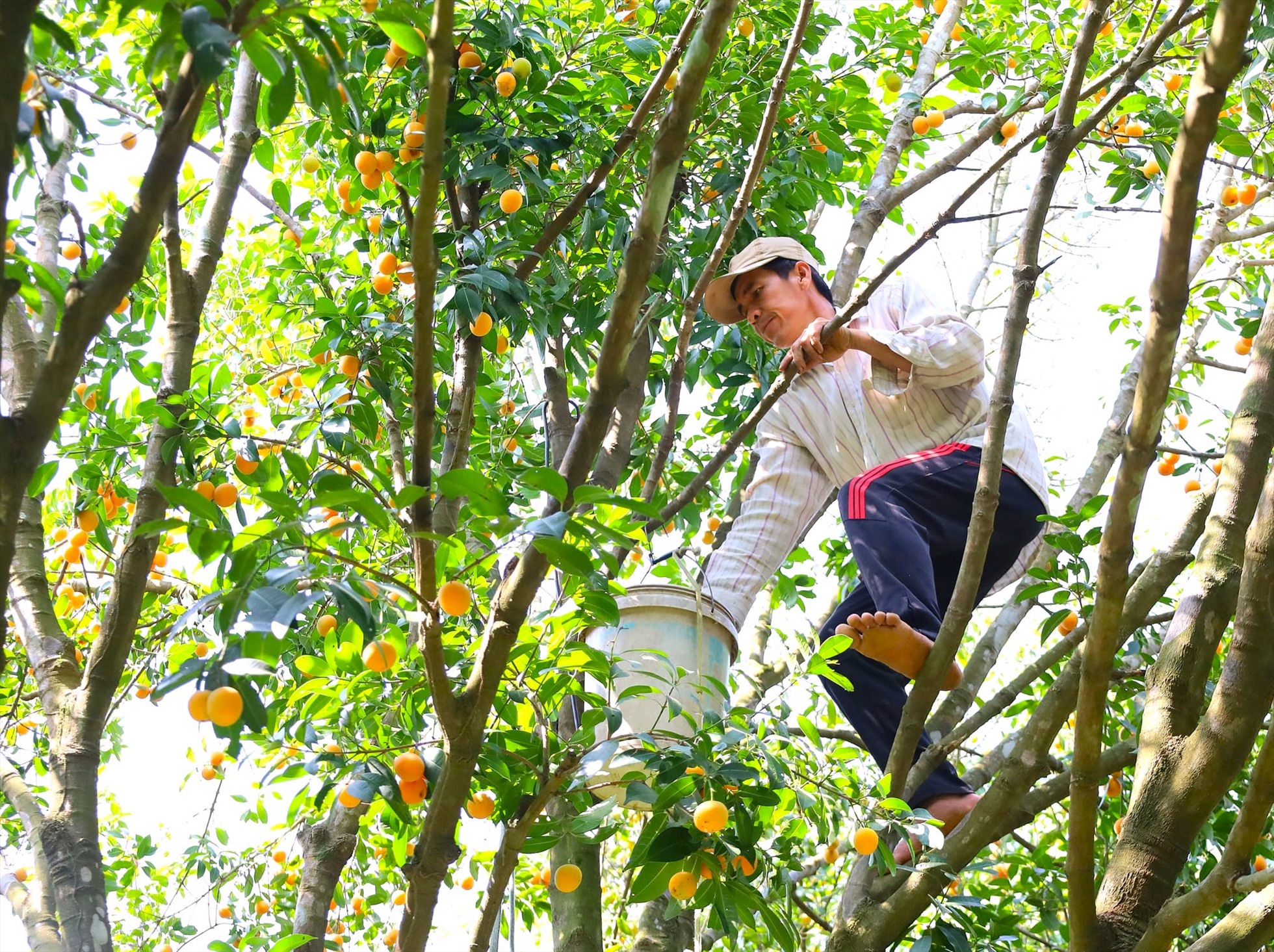 Theo các nhà vườn tại thị xã Bình Minh, năm nay thanh trà mang lại năng suất cao cho bà con nông dân nơi đây.