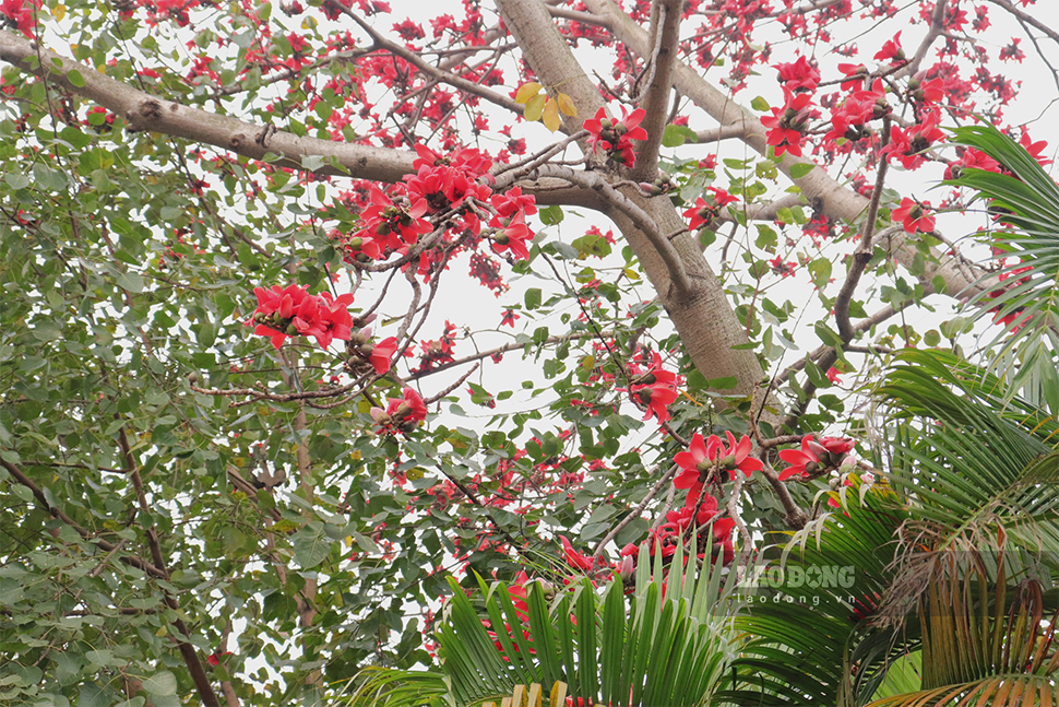 Trên phố Phương Mai (Đống Đa, Hà Nội), nhiều cây hoa gạo nở đỏ rực trời, khiến nhiều người đi qua đều phải ngước nhìn.
