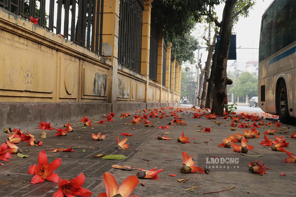Sắc đỏ của hoa gạo tràn ngập trên con phố của Bảo tàng Lịch sử Việt Nam (quận Hoàn Kiếm) tạo vẻ đẹp nên thơ.
