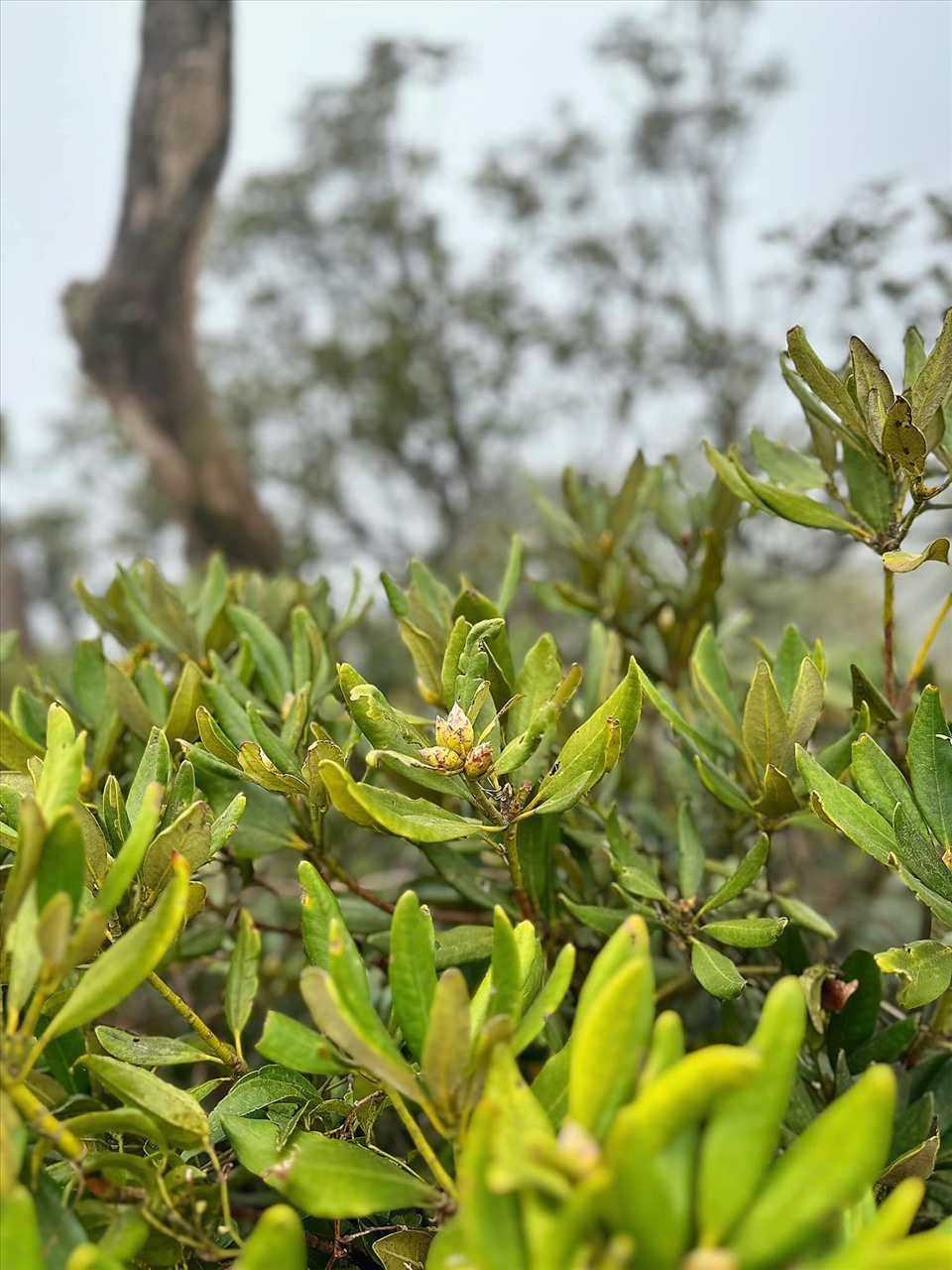 Anh cho biết trekking Phia Pò không khó, dù càng lên cao càng dốc, nhiều đoạn phải bám cỏ và đu dây. Du khách có thể leo lên và xuống trong ngày hoặc ngủ lại 1 đêm để chiêm ngưỡng phong cảnh sáng sớm tại đây.