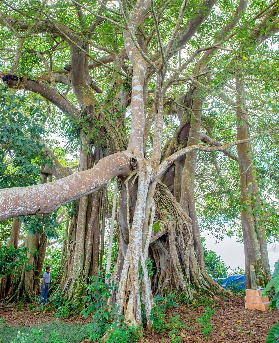 Cây đa di sản có tên khoa học là Ficus Championii Benth, đây là cây đa lớn nhất tỉnh Đắk Nông với chu vi đường kính hàng chục mét, cao hơn 30m.  Ảnh: Phan Tuấn