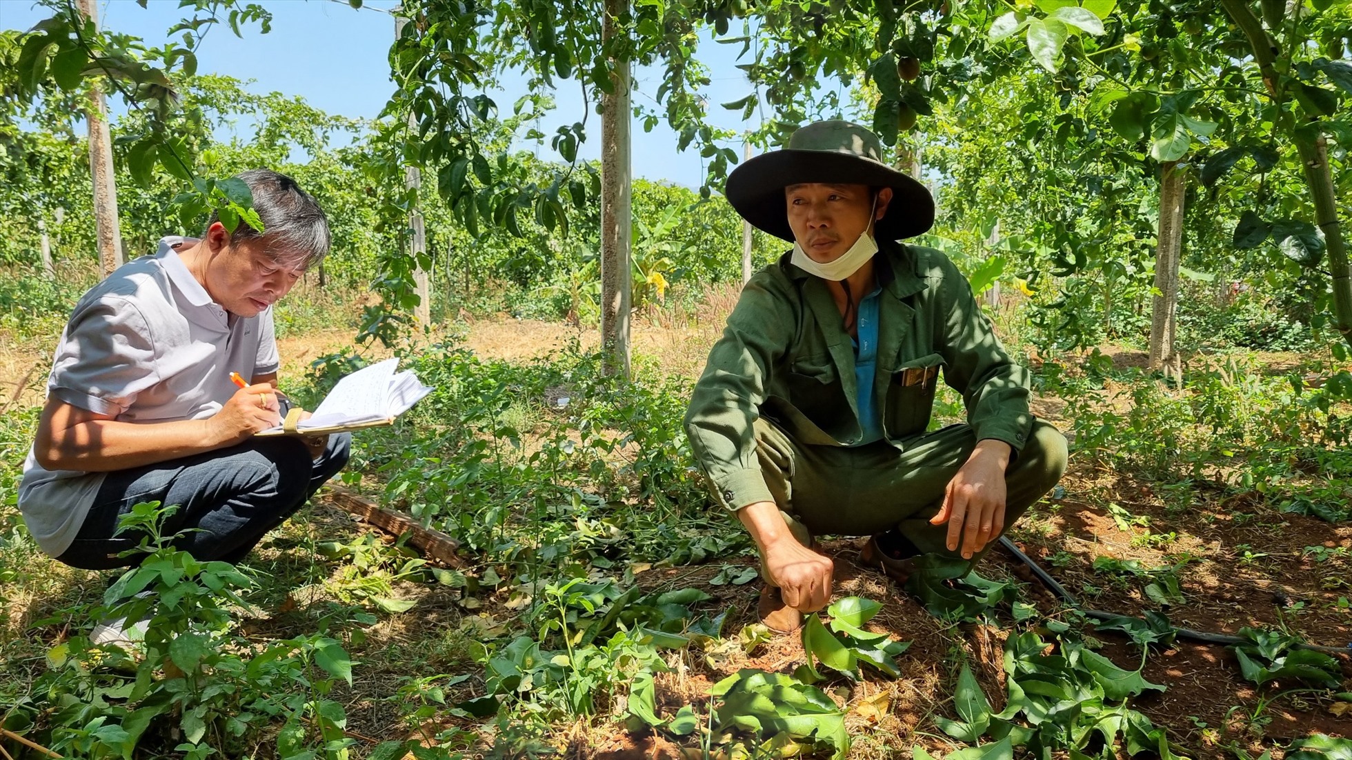 Người nông dân Gia Lai hy vọng có lợi nhuận hấp dẫn từ đầu tư trồng chanh dây. Ảnh Thanh Tuấn