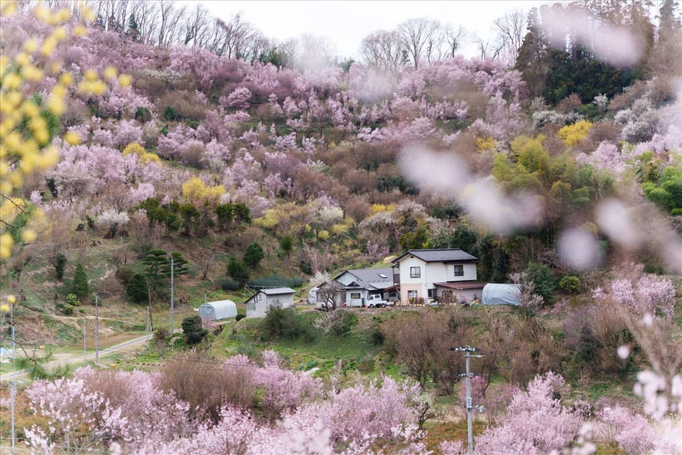 Đây là công viên được xây dựng bởi một người nông dân trồng hoa ở Nhật Bản, với vé vào cửa hoàn toàn miễn phí.