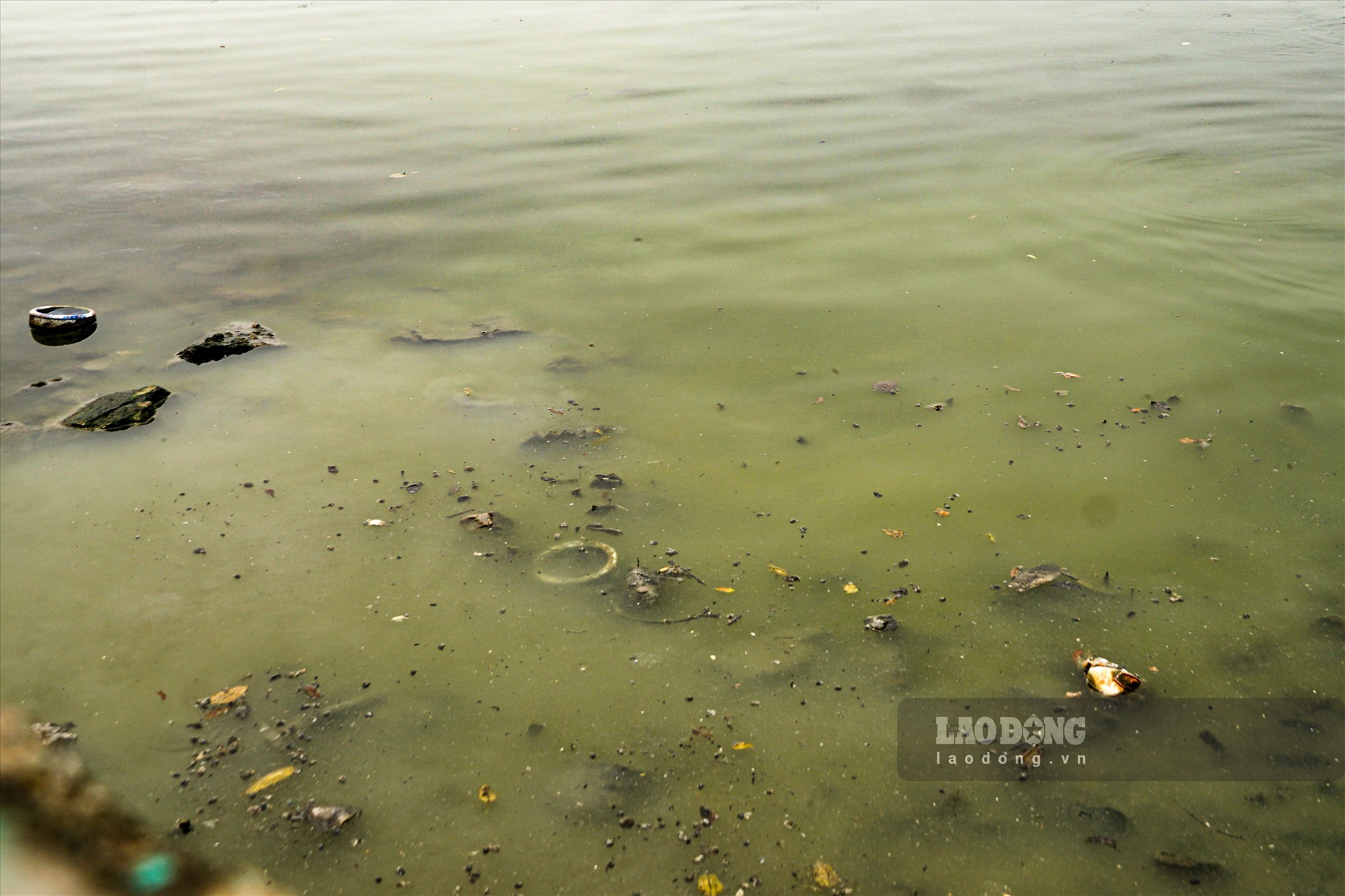 Một khu vực tại hồ Tây bị ô nhiễm, bốc mùi hôi thối nồng nặc.