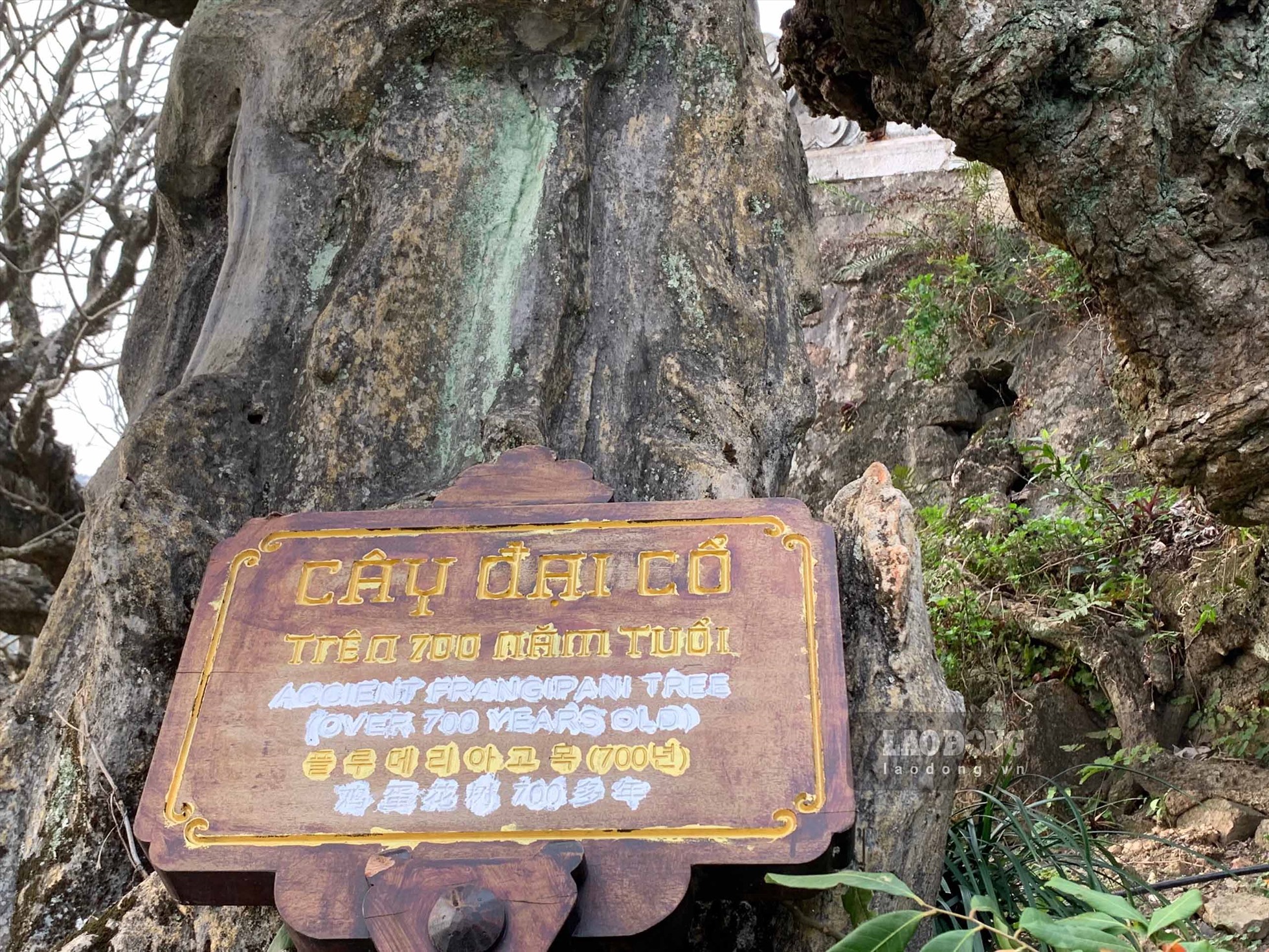 Hiện nay, ở khu di tích quốc gia Yên Tử có 9 cây đại cổ được công nhận là cây di sản vào năm 2016, có tuổi đời từ 100 - 700 năm.