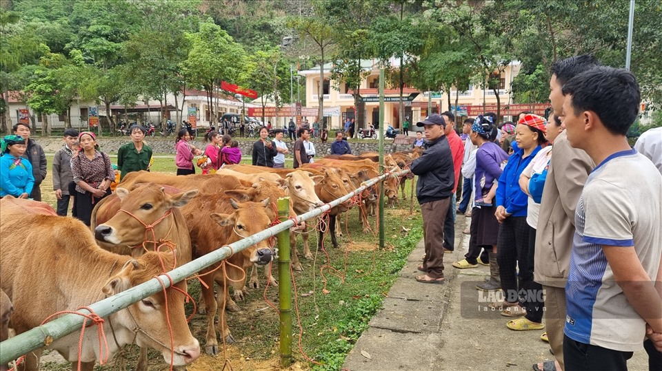 Quỹ tấm lòng Vàng trao tặng bò giống cho các gia đình có hoàn cảnh khó khăn tại Hà Giang.
