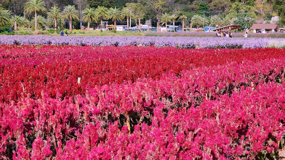 Cánh đồng hoa rực rỡ sắc màu. Ảnh: Hokkaido Flower Park Khaoyai