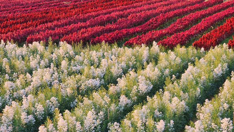 Màu sắc rực rỡ của nhiều loài khi khiến không gian nơi đây trở nên cuốn hút. Ảnh: Hokkaido Flower Park Khaoyai