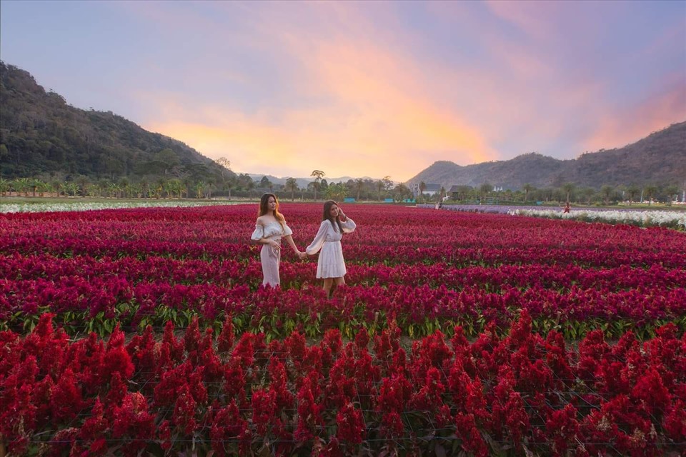 Du khách có thể thỏa sức chụp ảnh không giới hạn khi vào công viên. Ảnh: Hokkaido Flower Park Khaoyai