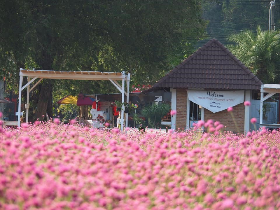 Sắc hồng lãng mạn. Ảnh: Hokkaido Flower Park Khaoyai