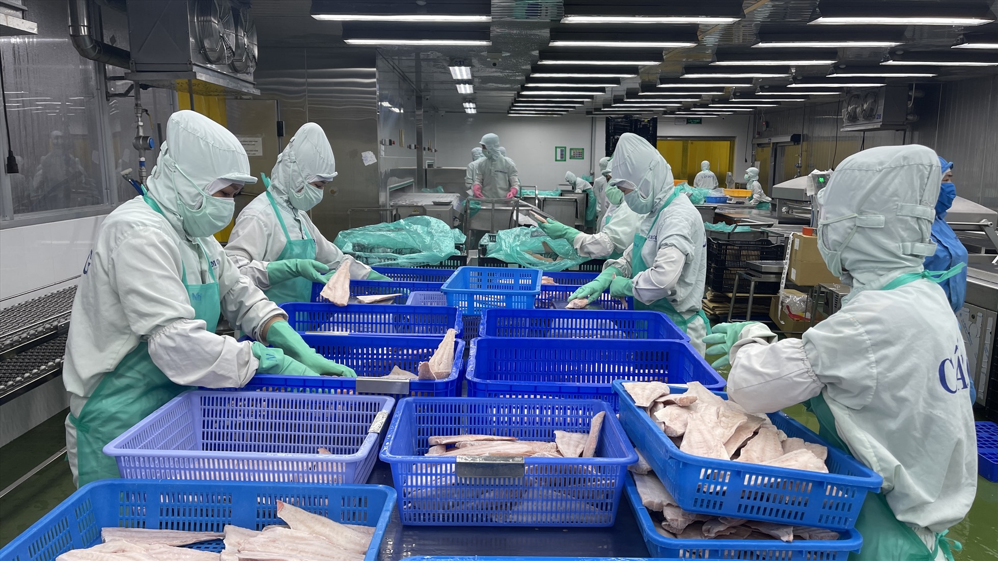 Chế biến, xuất khẩu hải sản tại Bình Thuận. Ảnh: Duy Tuấn