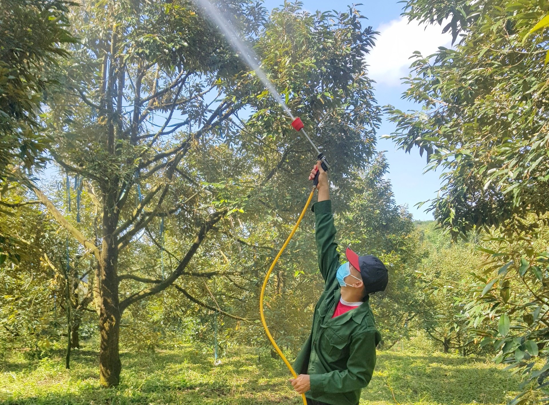 Nông dân Đắk Nông chăm sóc cây sầu riêng. Ảnh: Phan Tuấn