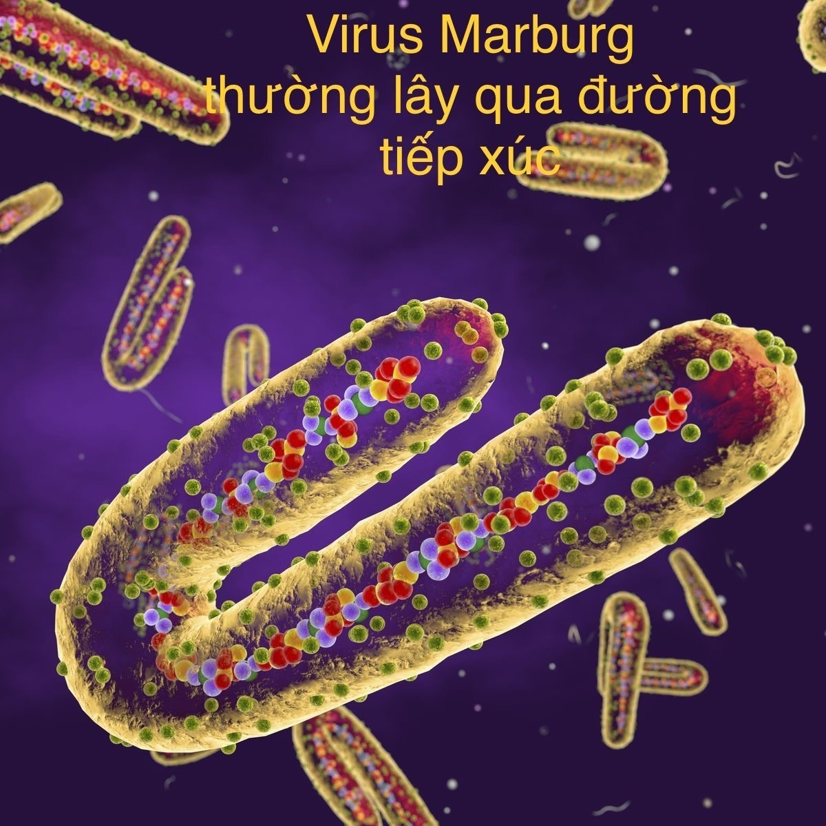 Hình ảnh minh họa mô phỏng virus Marburg. Ảnh đồ họa: Hương Giang