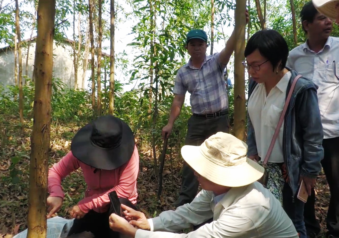 Đoàn công tác của Trung tâm bảo vệ thực vật miền Trung đã về Quảng Ngãi để lấy mẫu phân tích nhằm xác định nguyên nhân keo bị bệnh chết hàng loạt. Ảnh: Ngọc Viên