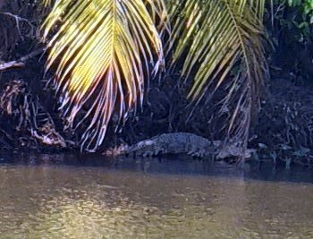 Hình ảnh con cá sấu được người dân chụp lại báo cáo với chính quyền địa phương. ảnh: Người đân cung cấp