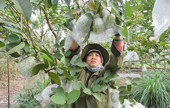 Nhờ những điều kiện thuận lợi như đất đai, khí hậu ưu đãi, ổi Thanh Hà (Hải Dương) cho quả to, màu đẹp, cùi giày giòn ngọt, hương vị đặc trưng không bị trộn lẫn với các loại ổi khác. Ổi Thanh Hà không chỉ trở thành đặc sản của vùng đất Hải Dương mà còn đem lại lợi ích kinh tế cao. Được biết ổi Thanh Hà ngon nhất khi thu hoạch từ tháng 9 đến tháng 3 năm sau. Ảnh: Cổng thông tin điện tử sở nông nghiệp tỉnh Hải Dương