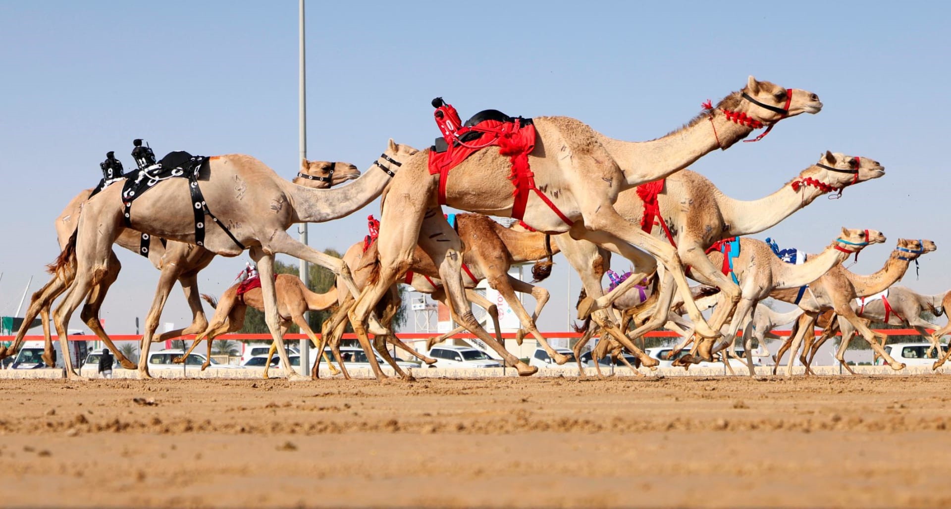 Lạc đà nhân bản tham dự các cuộc đua tại Dubai. Ảnh: CNN Travel