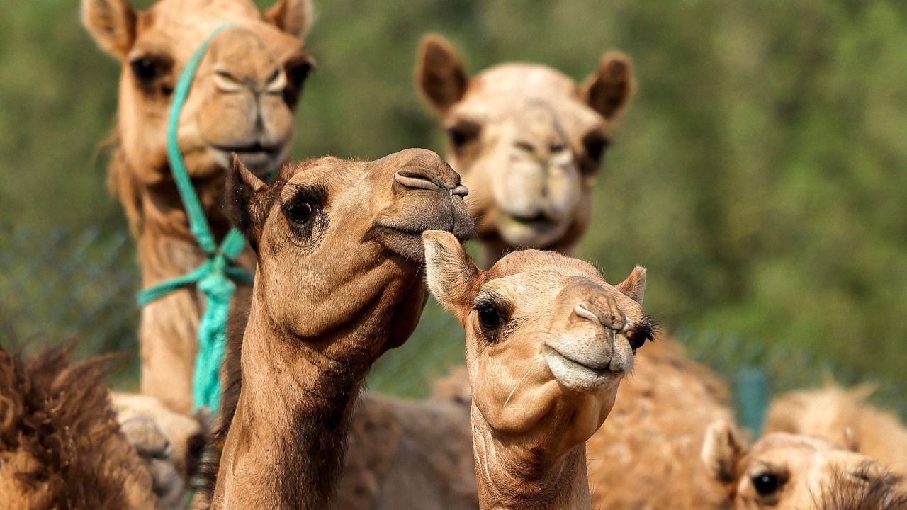 Những con lạc đà nhân bản tại Trung tâm Công nghệ Sinh học Sinh sản ở Dubai. Ảnh: CNN Travel