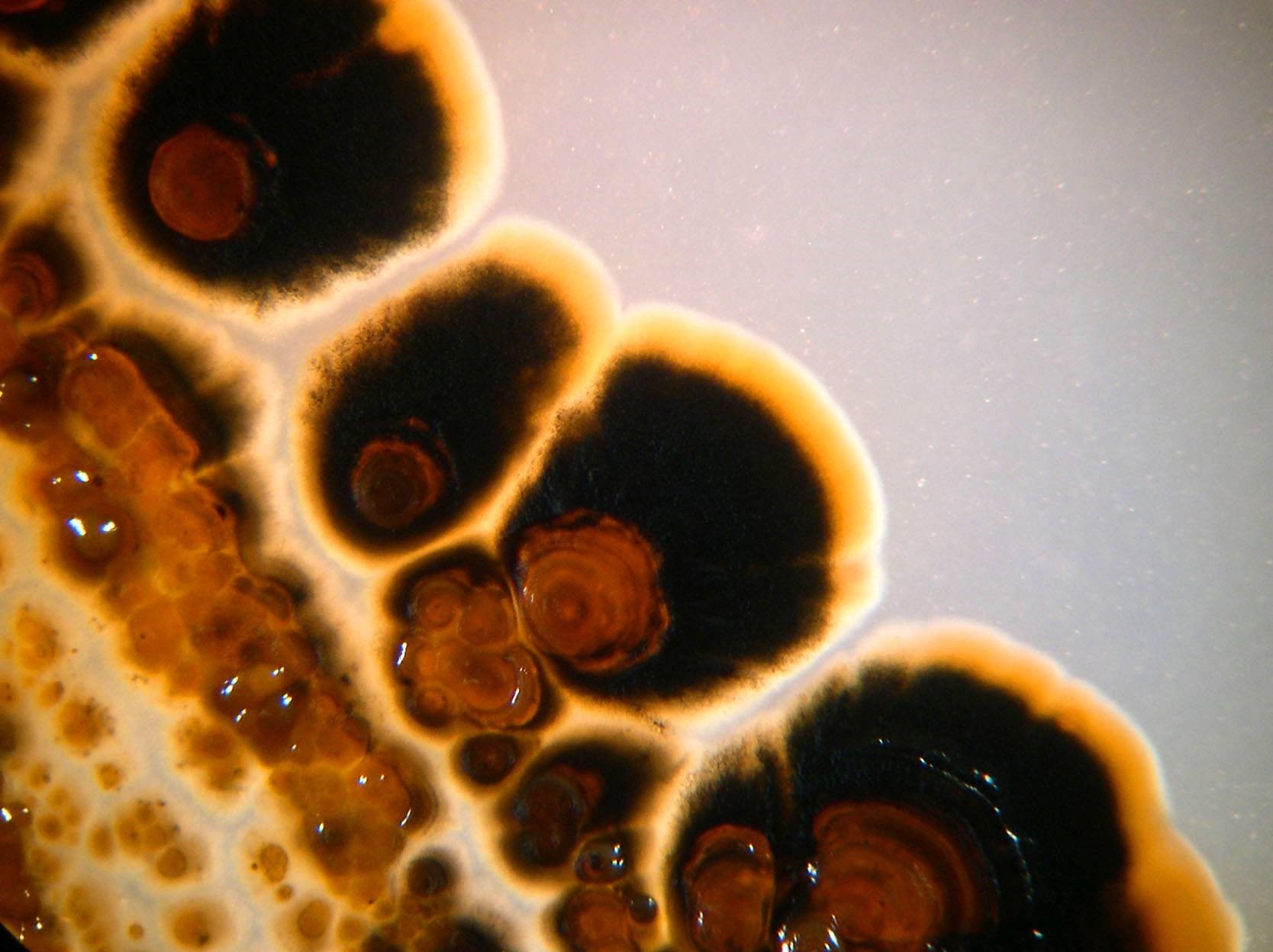 Salinispora tropica, sinh vật biển có khả năng điều trị các bệnh như ung thư. Ảnh: