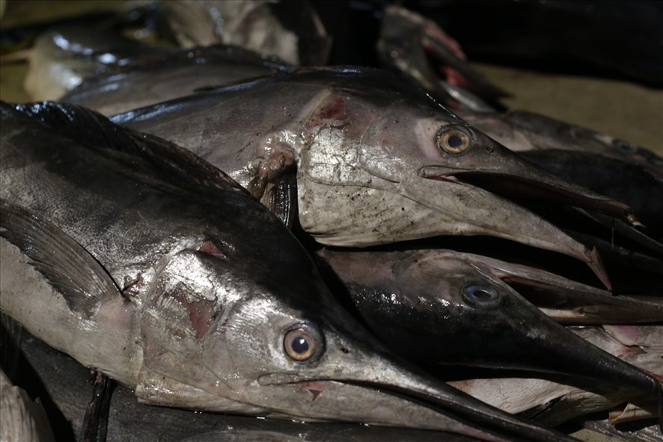 Cá ngừ chù có giá 40.000 đồng/kg.