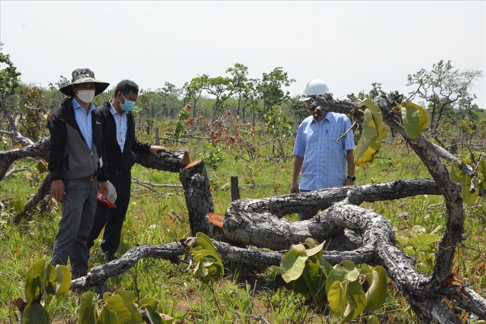 Hiện trường một vụ phá rừng tại địa bàn huyện Ea Súp, tỉnh Đắk Lắk. Ảnh: Bảo Trung