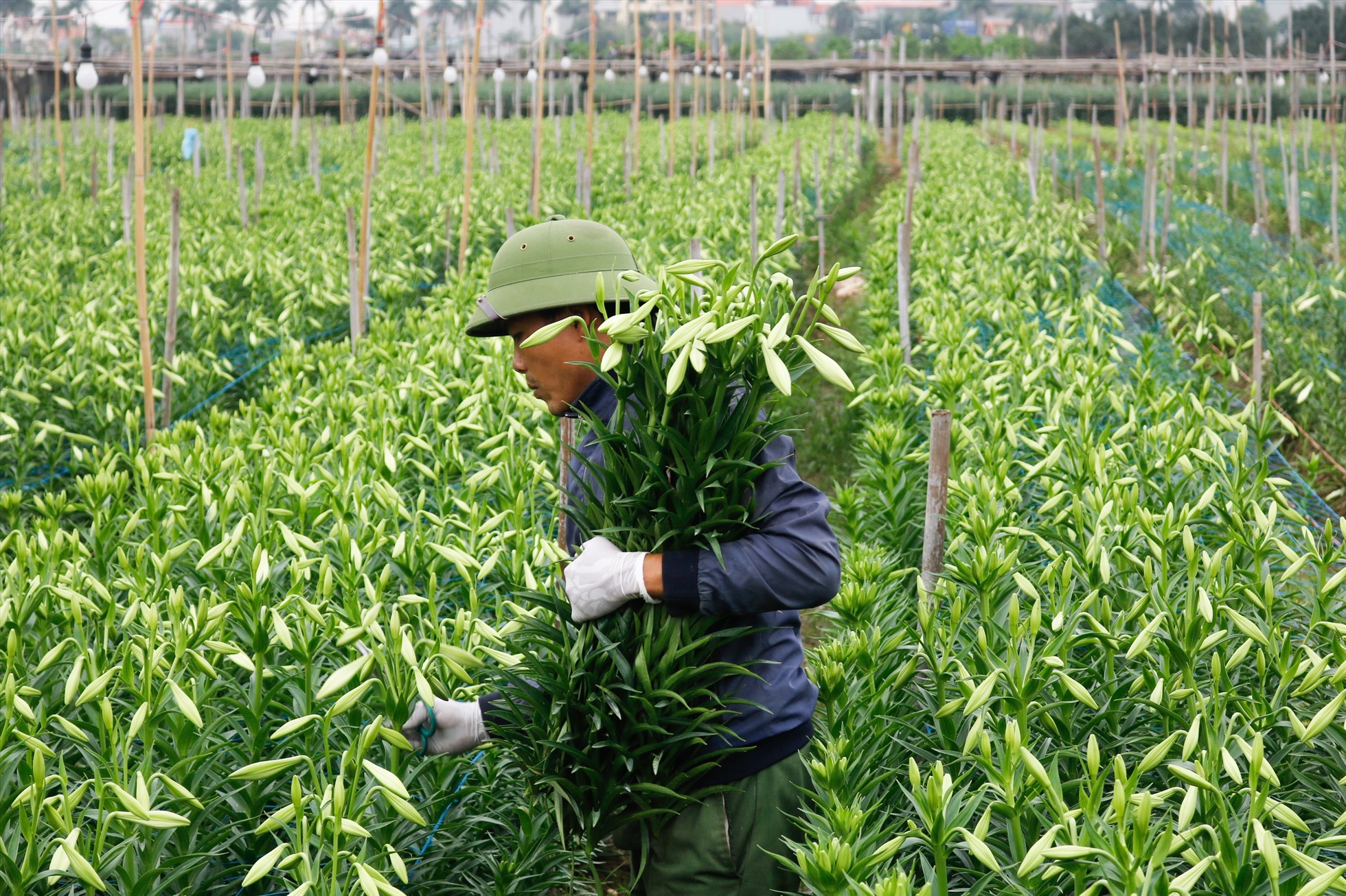 Anh Nguyễn Tự Ngọc tất bật thu hoạch hoa loa kèn. Ảnh: Thu Hiền