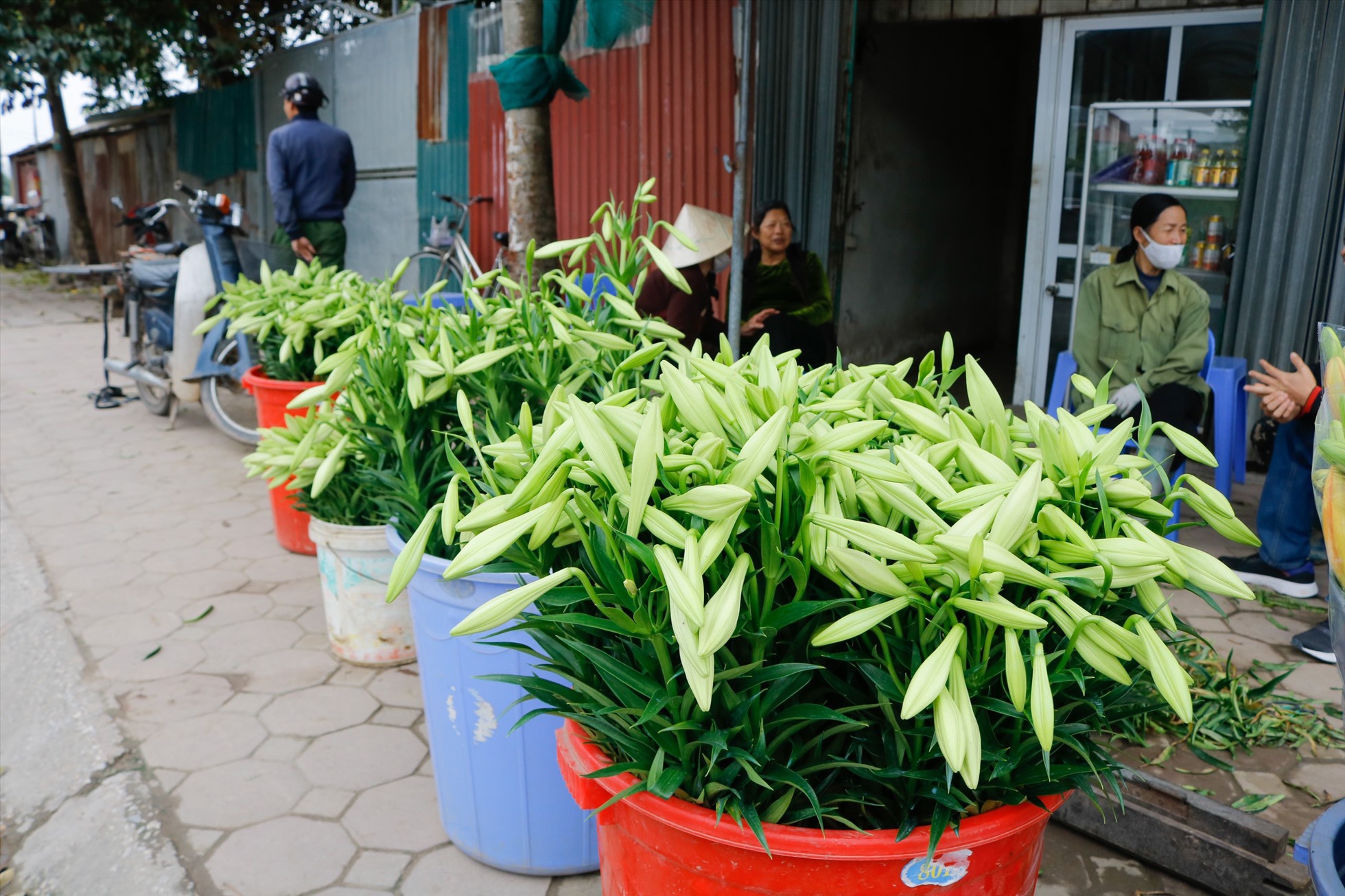 Đi vào làng hoa Tây Tựu không khó để bắt gặp những chậu hoa loa kèn bày bán trước cửa mỗi nhà. Ảnh: Thu Hiền