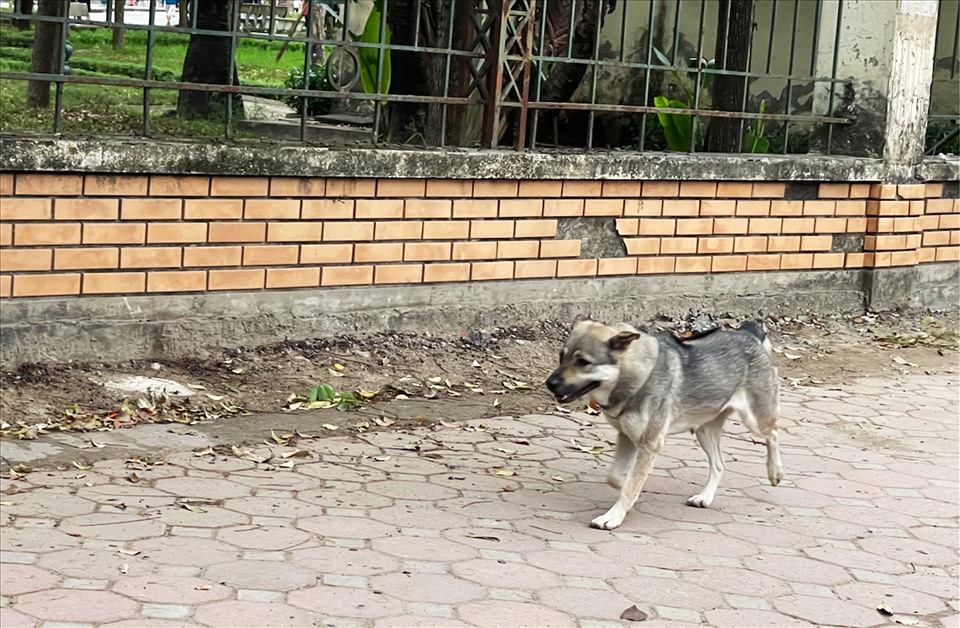 Chó thả rông ở khu vực công viên Cầu Giấy. Ảnh: Khánh An