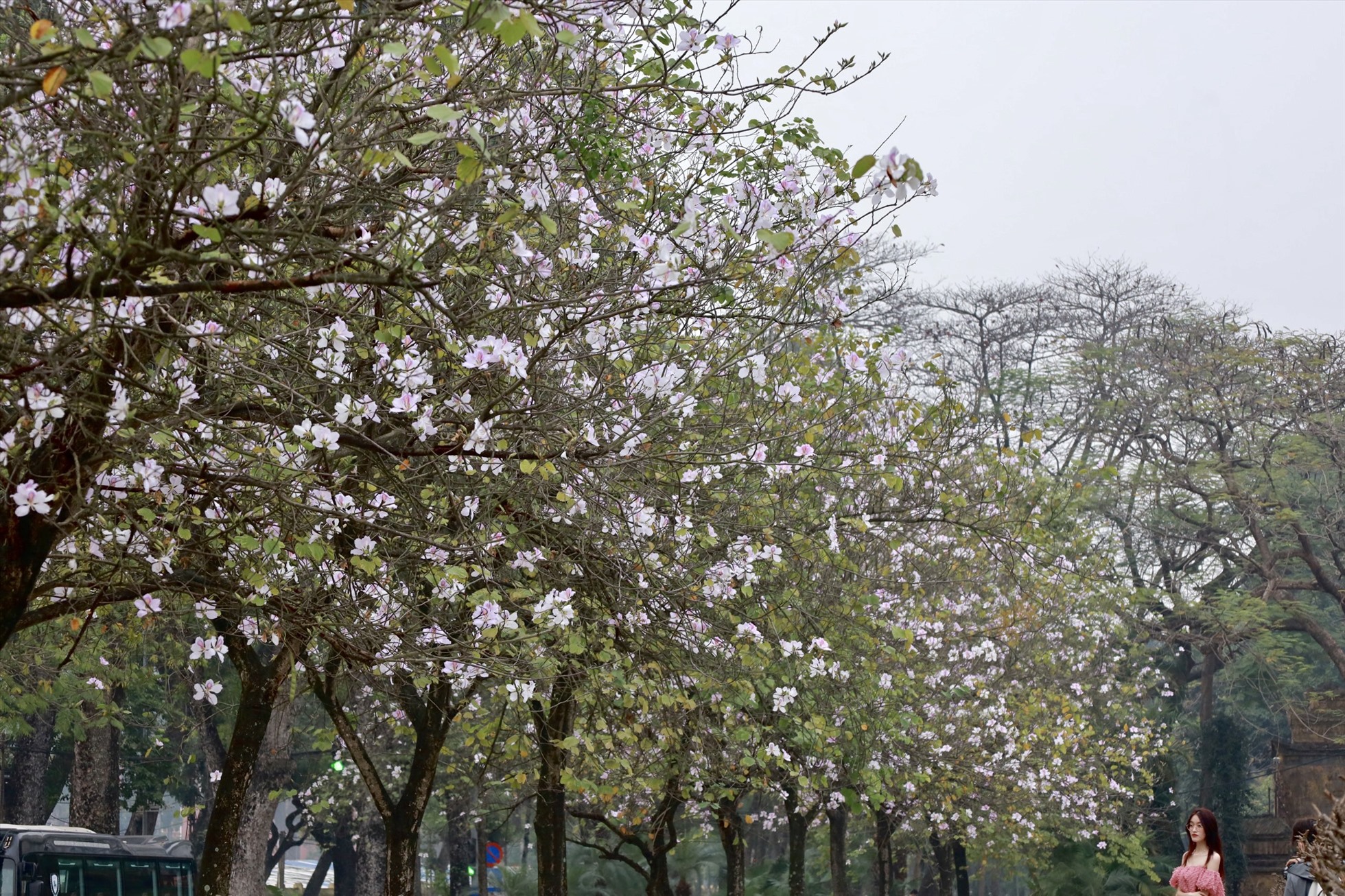 Hoa ban nở trắng cả một góc tuyến phố Hoàng Diệu, Hà Nội