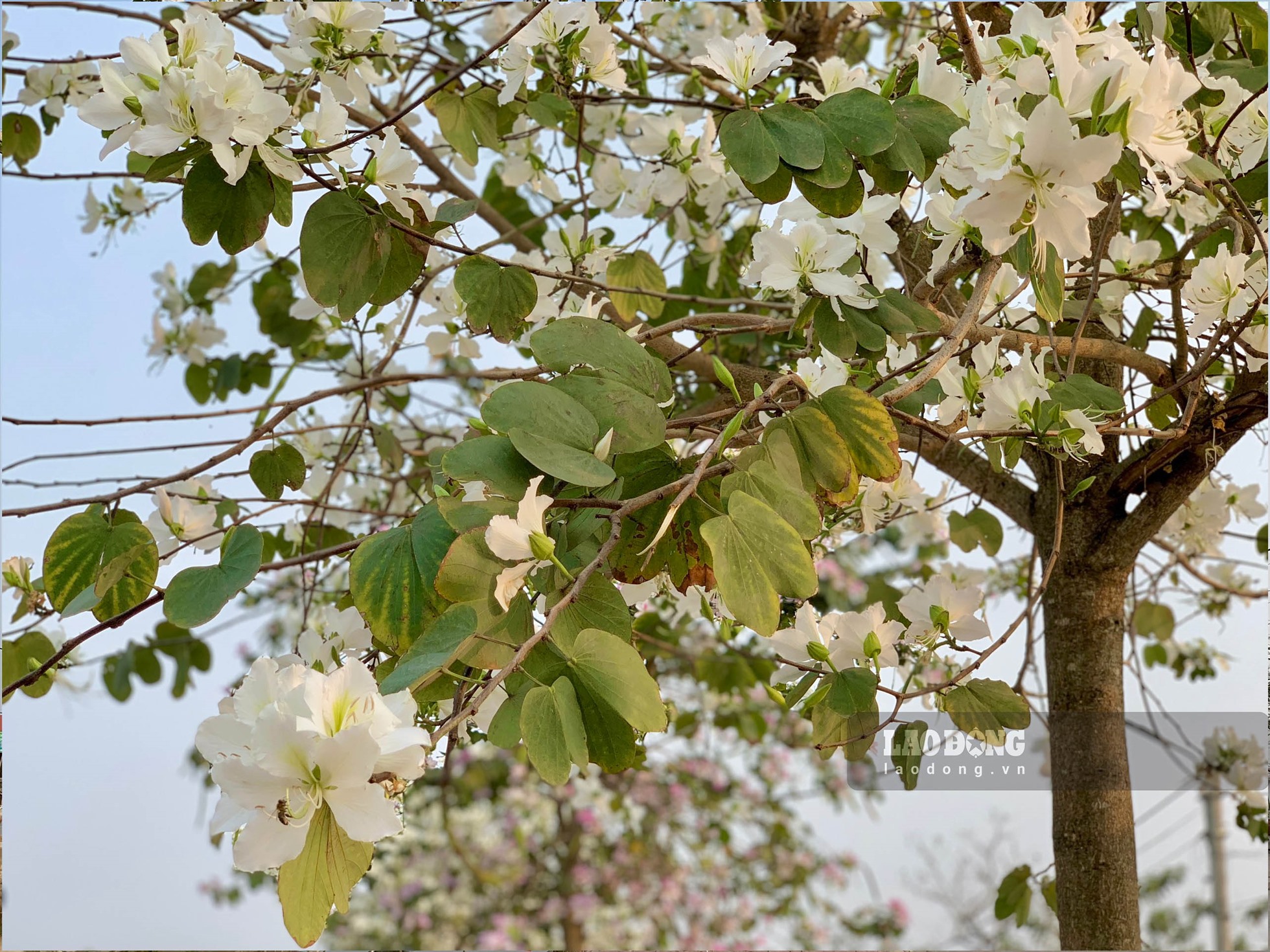 Trên đường Hoàng Diệu cây nào cũng phủ kín hoa, tạo nên một không gian thơ mộng giữa lòng thành phố.