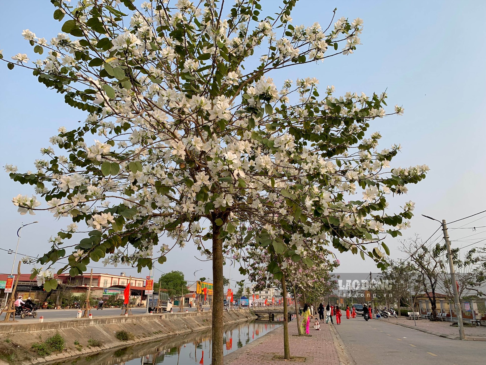 Tuyến đường hoa ban tại Hải Dương có vị trí ngay khu vực cổng trường tiểu học Đồng Tâm (huyện Ninh Giang), khiến nhiều người lại rộn ràng rủ nhau đến chụp ảnh.