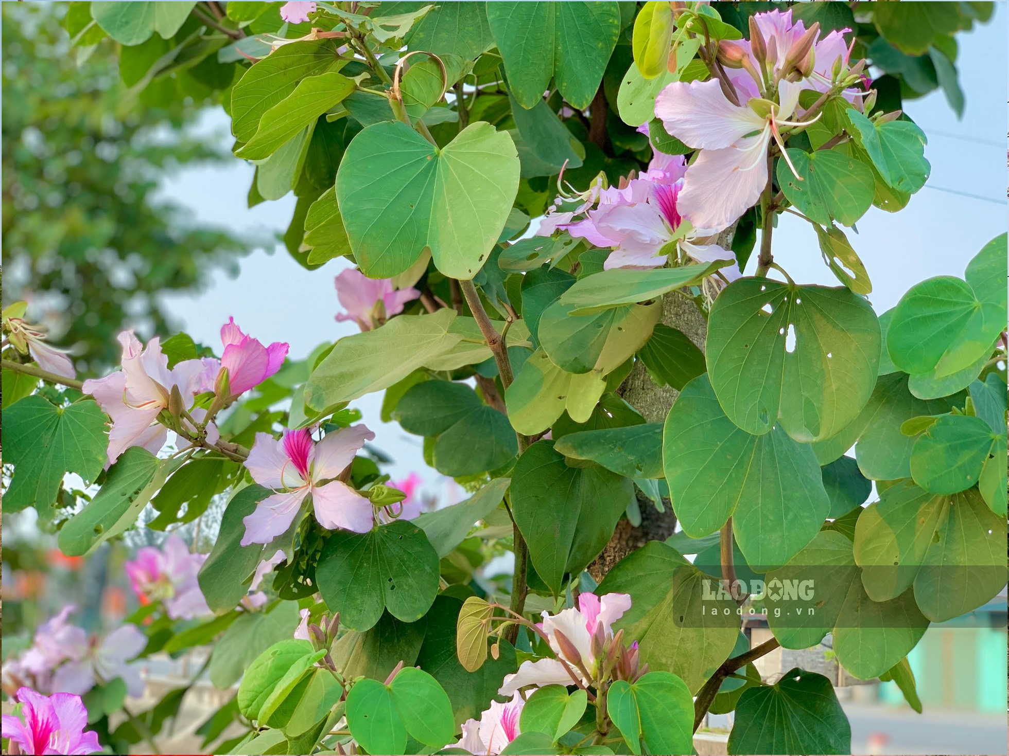 Hoa ban sở hữu vẻ đẹp mỏng manh, tinh khôi, với 4 - 5 cánh mềm mại và nở kéo dài từ 2 - 3 tháng với nhiều màu, đặc trưng nhất là trắng, hồng và tím.