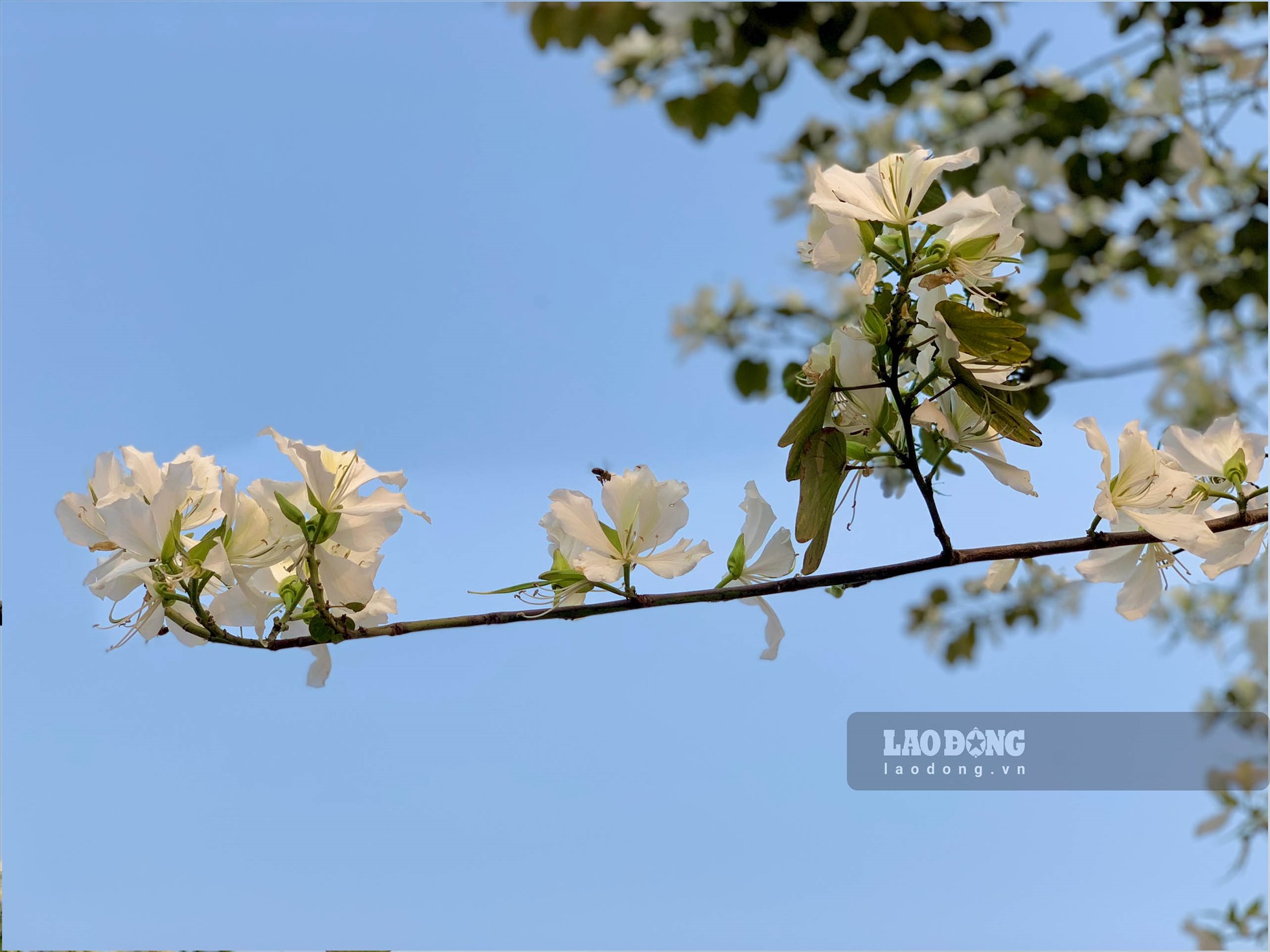 Hoa ban sở hữu vẻ đẹp mỏng manh, tinh khôi, với 4 - 5 cánh mềm mại và nở kéo dài từ 2 - 3 tháng với nhiều màu, đặc trưng nhất là trắng, hồng và tím.