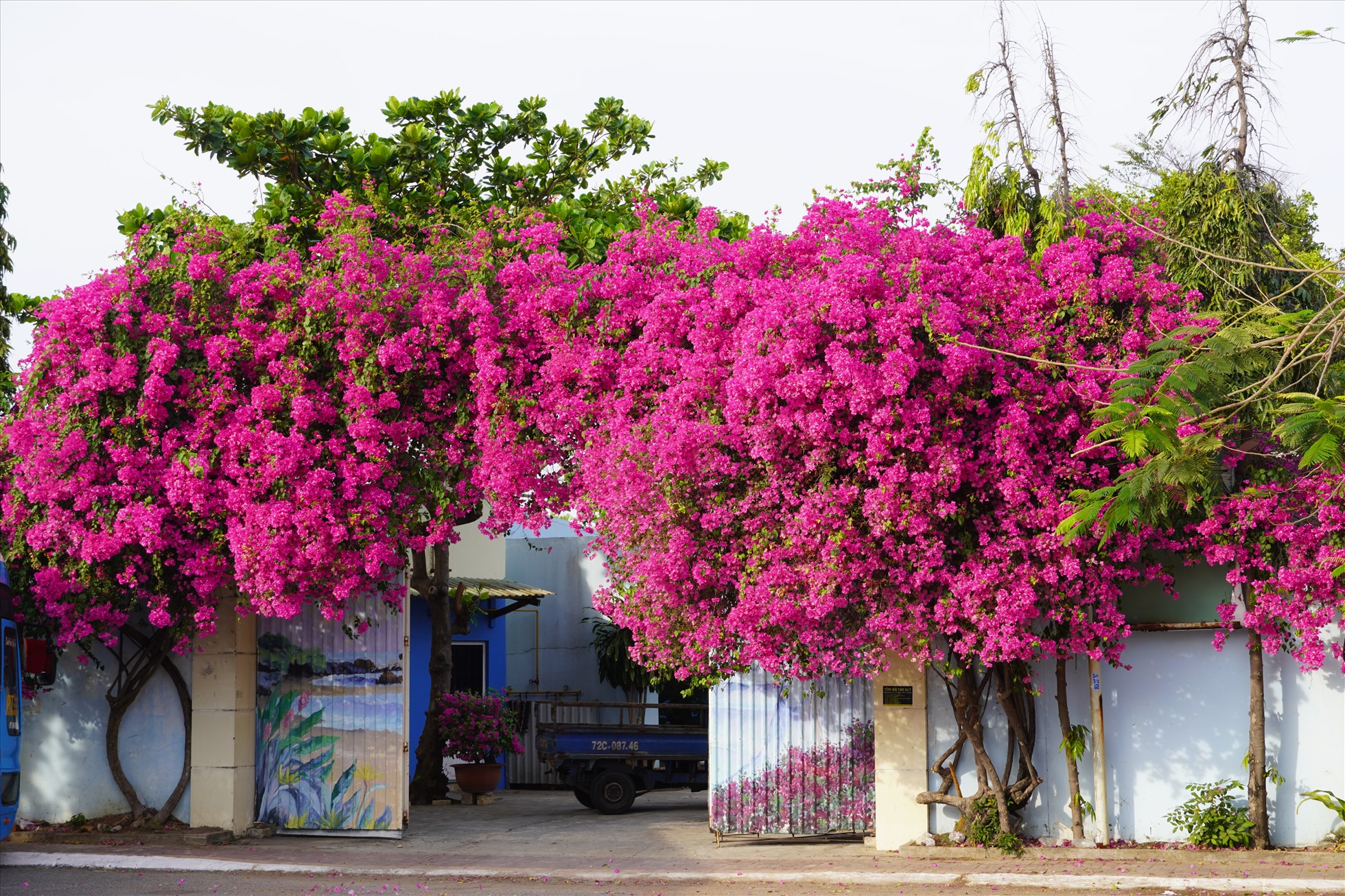Hoa giấy phát triển rực rỡ quanh năm, nhưng ánh nắng rạng rỡ trong thời gian này như càng tôn tạo thêm sự rực rỡ của loài hoa này.