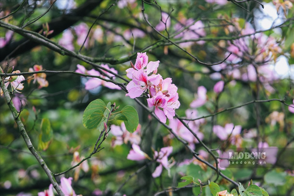 Hoa ban là loài hoa đặc trưng của núi rừng Tây Bắc, thường nở vào tháng 3 và tháng 4. Ảnh: Thế Kỷ