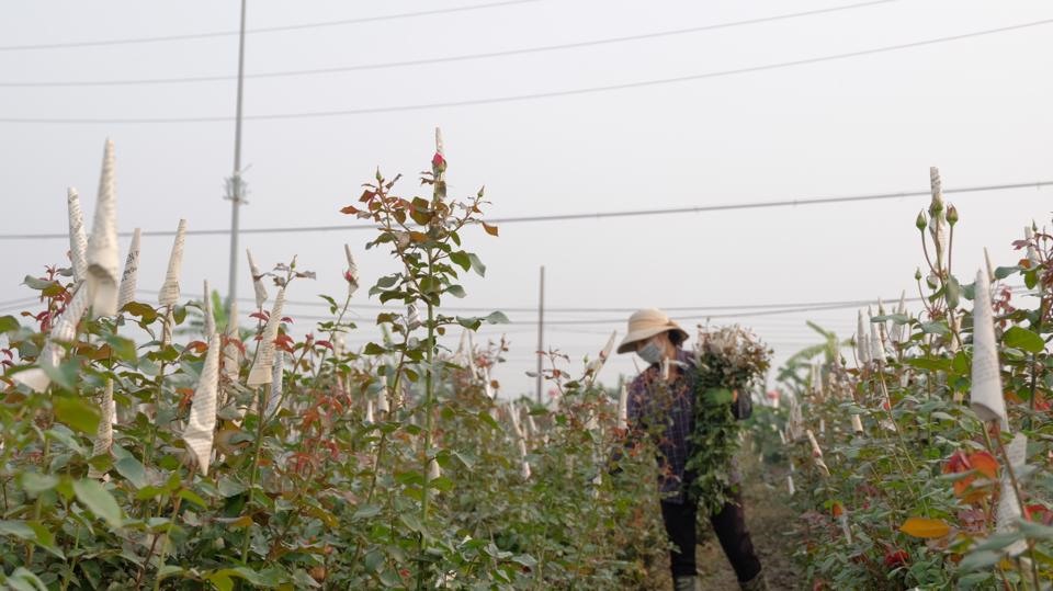 Huyện Mê Linh được xem là thủ phủ hoa lớn nhất của Hà Nội. Hoa hồng gai được nhiều người ưa chuộng và bán với giá cao. Ảnh: Cẩm Tú