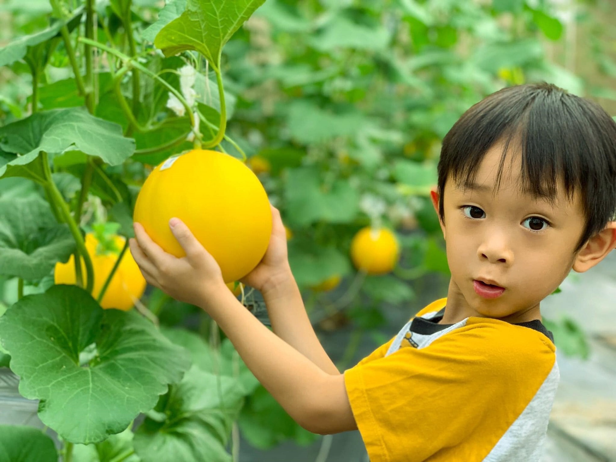 Điểm nhấn là Khu ươm cây, trồng rau theo phương pháp hữu cơ. Với quy trình chăm sóc kĩ lưỡng, từ khâu chọn giống, đất trồng, sử dụng các loại phân bón hữu cơ, các dịch trích thảo mộc cho đến phương pháp thu hoạch, tất cả đều được làm thủ công, tỉ mỉ và cẩn thận bởi các anh chị kỹ sư, để rau luôn tươi ngon, dinh dưỡng và đảm bảo an toàn.
