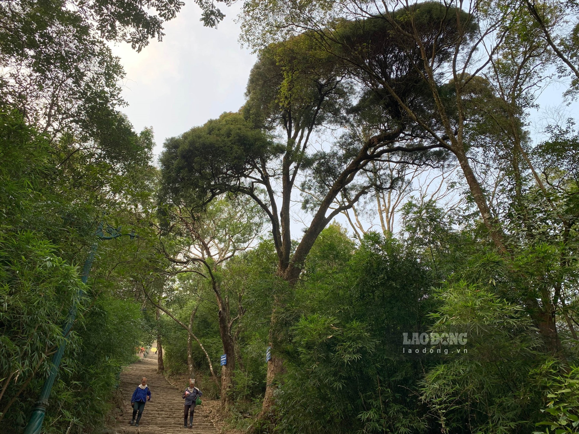Vì muốn ngắm các “cụ xích tùng“, nhiều du khách chọn cách đi bộ lên đỉnh thiêng Yên Tử thay vì đi cáp treo.