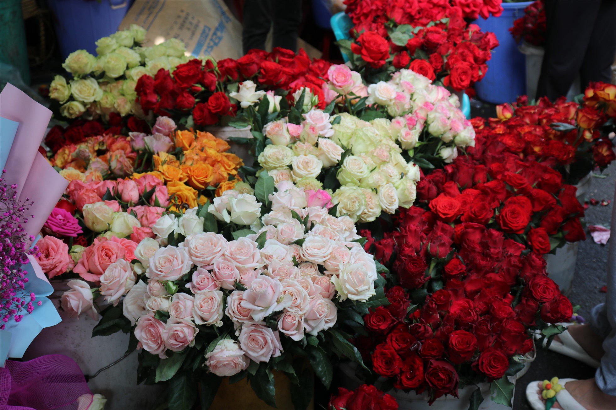 Những bó hoa hồng tươi thắm đang hút khách hàng mua tặng người thân. Ảnh: Việt Phong