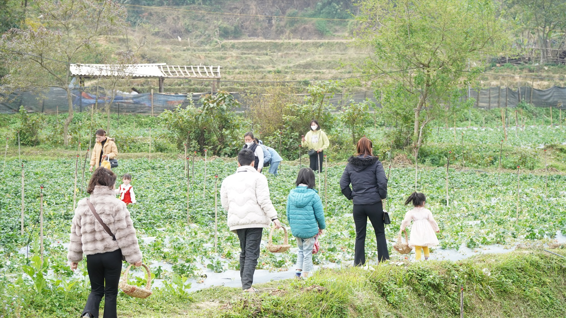 Nằm ở khu vực hồ Bản Chang (thôn Bản Đăm, xã Đức Vân, huyện Ngân Sơn), vườn dâu tây rộng 8.000m2 của nhóm thanh niên xuất ngũ trở thành nơi trải nghiệm, tận hưởng bầu không khí trong lành của nhiều người.
