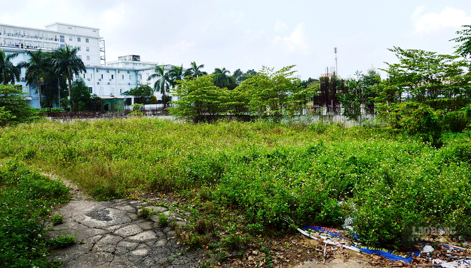 Dự án Khu dịch vụ chất lượng cao - BVĐK tỉnh Quảng ngãi bị bỏ giữa chừng, cây cỏ mọc um tùm, nhếch nhác giữa trung tâm TP Quảng Ngãi. Ảnh: Ngọc Viên