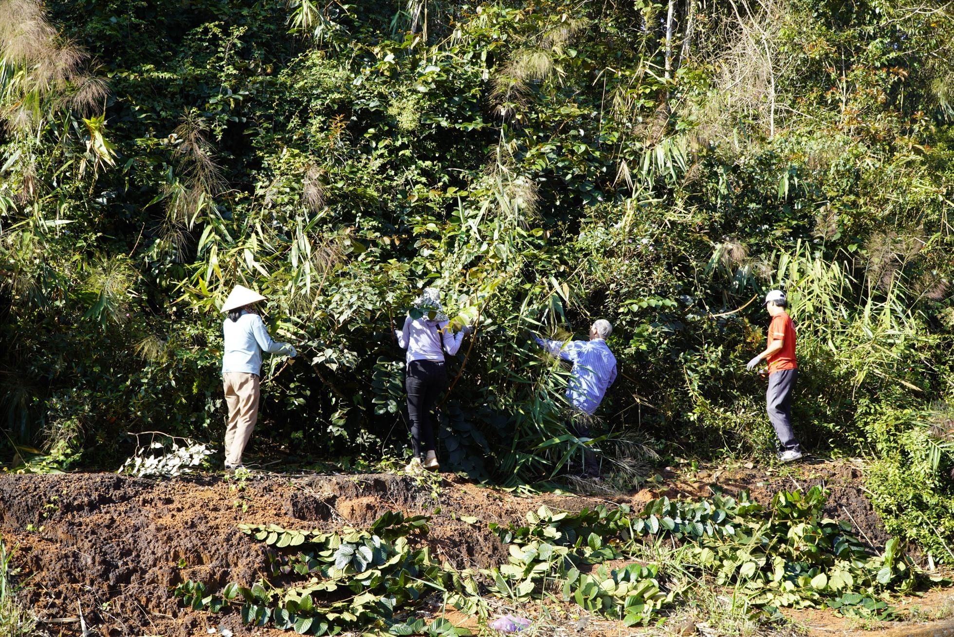 Các bác sĩ đông y ở Đắk Nông vào rừng hái thuốc để chữa bệnh cho người dân. Ảnh: Phan Tuấn