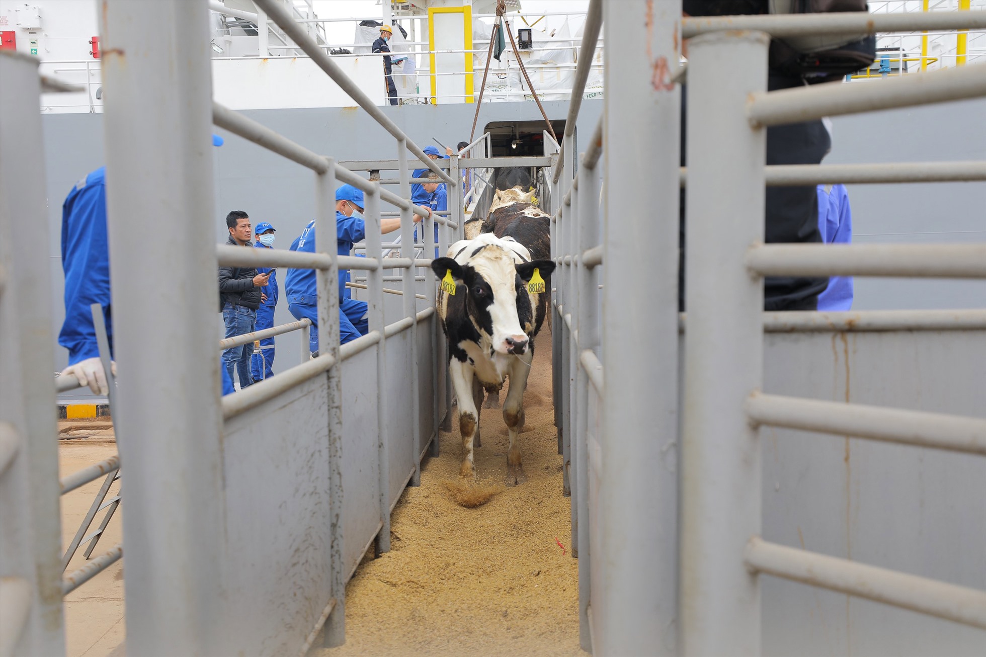 1.941 con bò sữa do TH nhập khẩu đã cập cảng Cửa Lò – Nghệ An đêm 8.3. Ảnh: TH True Milk.