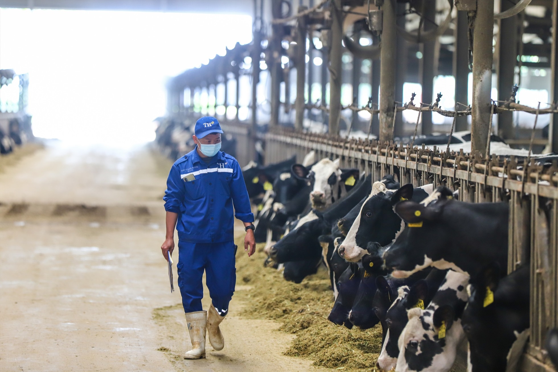 Sữa tươi sạch TH true MILK có nguồn cung nguyên liệu từ gần 70.000 con bò sữa được chăn nuôi tập trung tại các trang trại. Ảnh: TH True Milk.