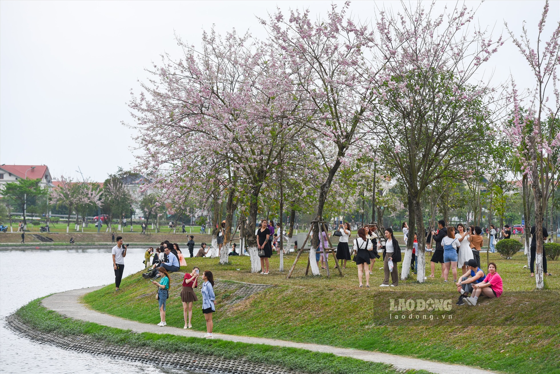 Công viên Hồ Điều hòa Văn Miếu những ngày này thu hút nhiều người đến tham quan khi hoa đỗ mai nở rộ, khoe sắc.