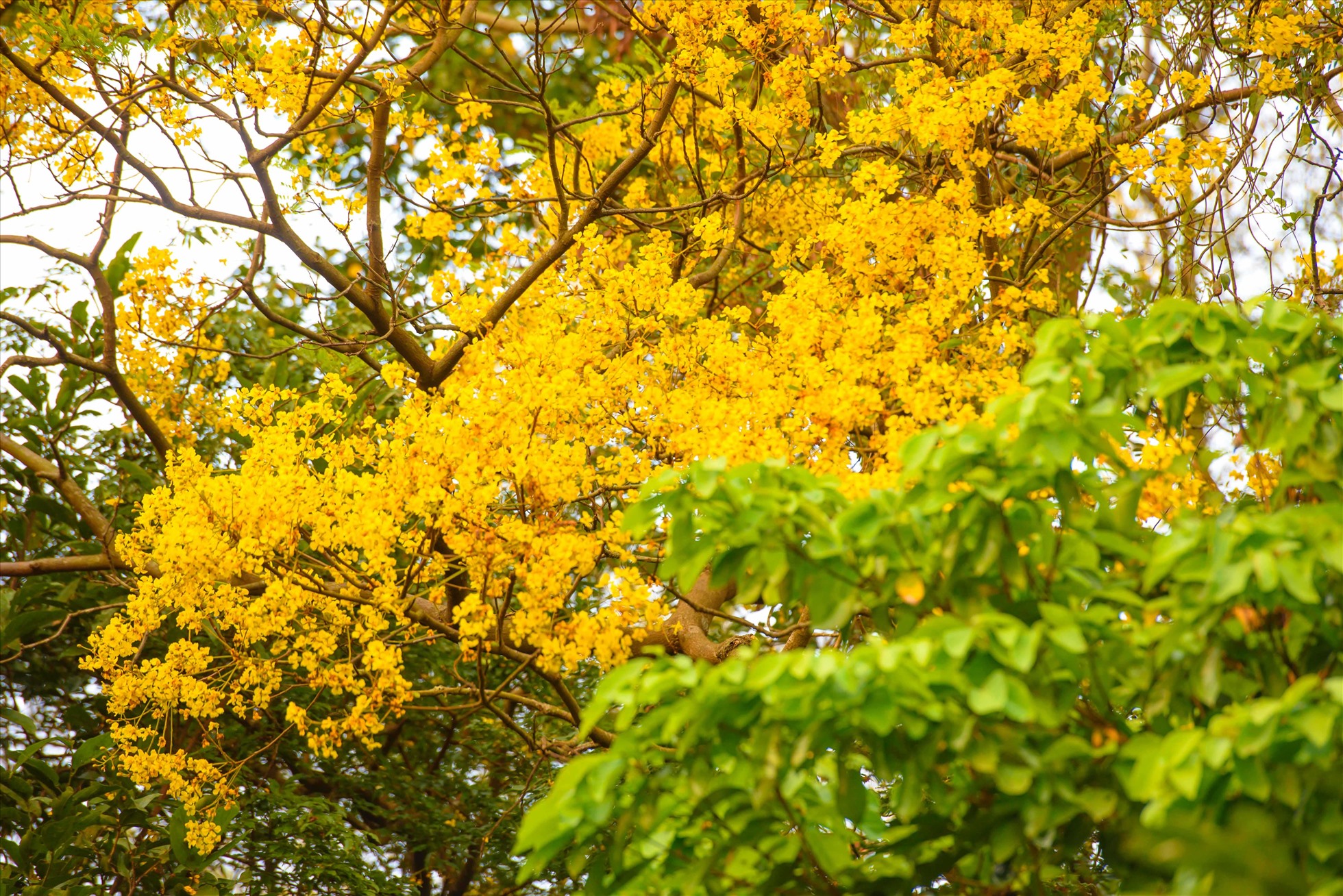Hoa lim xẹt (hay còn gọi là điệp, muồng kim phượng, phượng vàng) ở bán đảo Sơn Trà thường bắt đầu nở vào cuối tháng Ba và kéo dài đến tận tháng Sáu.