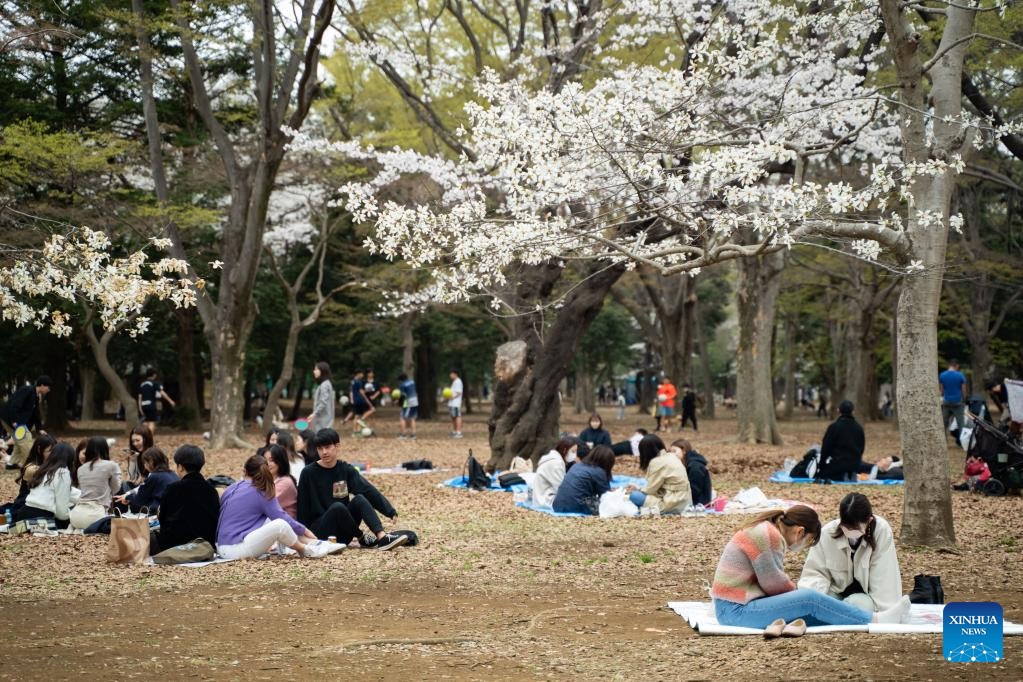 Người dân đi dã ngoại tại công viên Yoyogo ở Tokyo, Nhật Bản. Ảnh: Xinhua