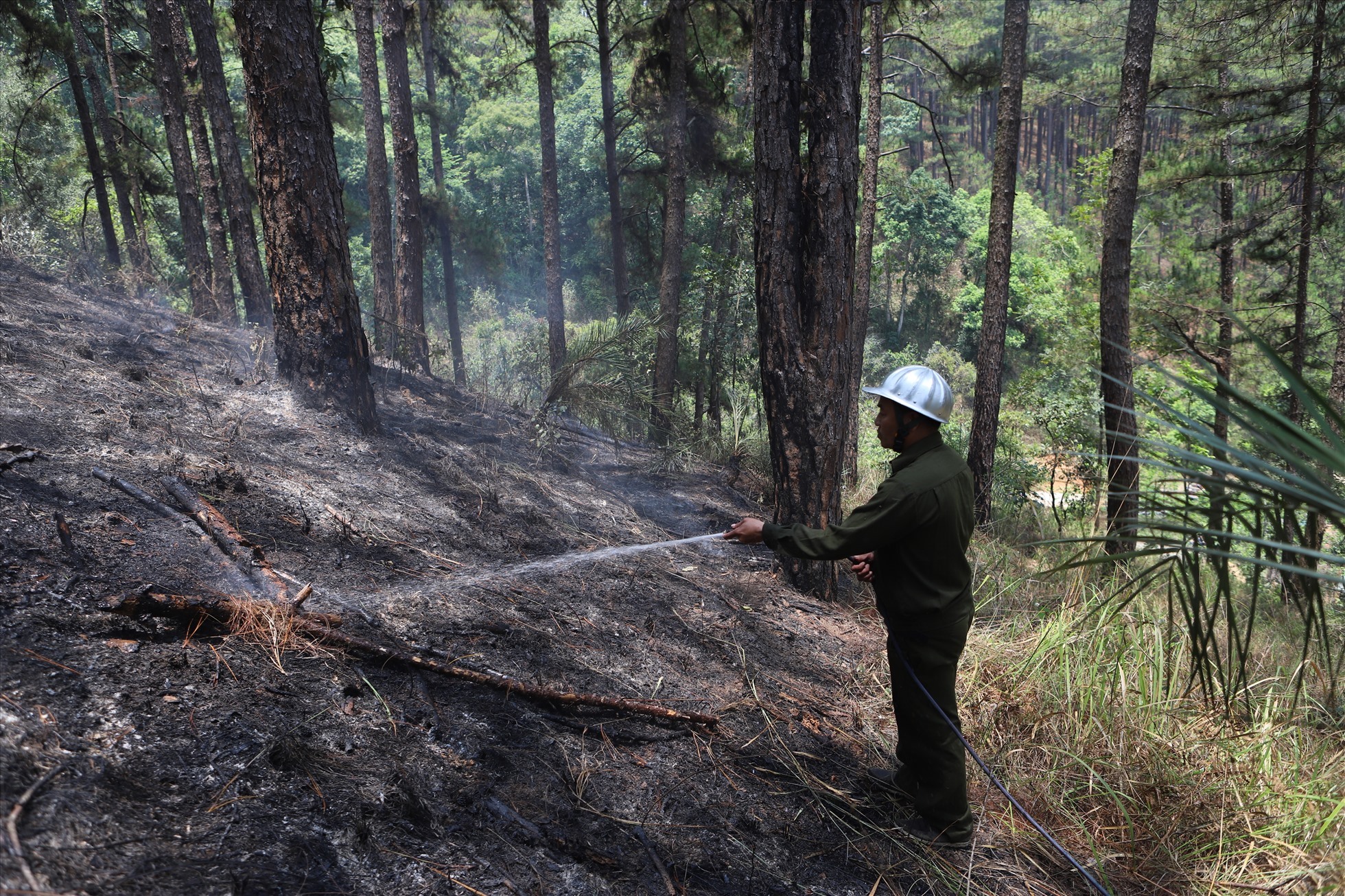 Khoảng 10ha rừng thông nhiều năm tuổi ở TP Đà Lạt cháy sau trận hỏa hoạn vào ngày 8.4.  Ảnh: Hữu Long