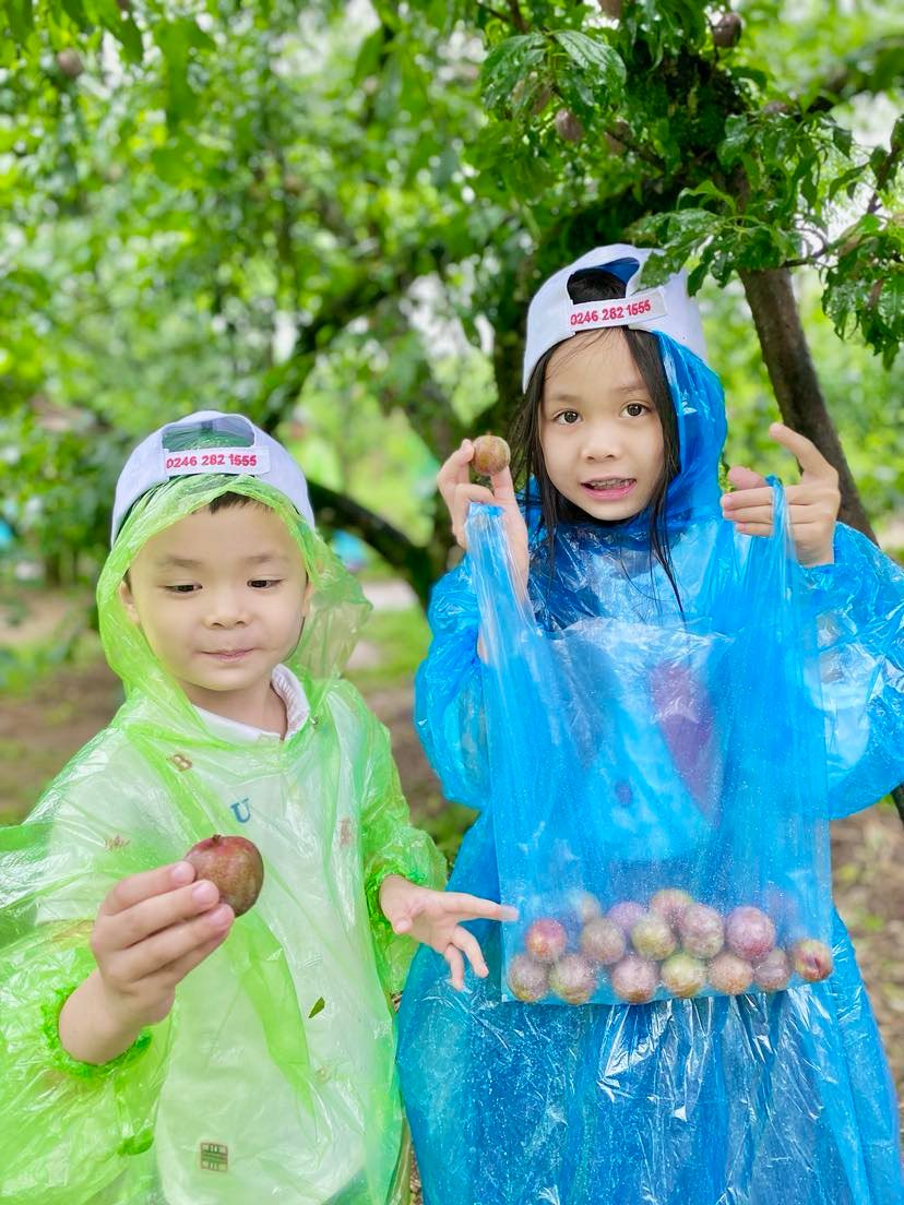 Trải nghiệm hái mận được nhiều gia đình lựa chọn để cho các bạn nhỏ tham gia.