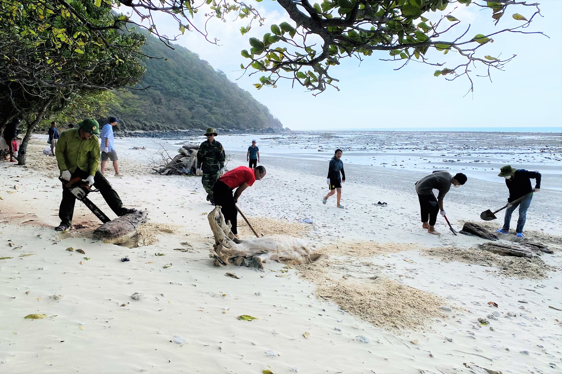 Ra quân dọn vệ sinh, chướng ngại vật trên bãi cát để thuận lợi cho rùa mẹ lên đẻ trứng. Ảnh: Vườn Quốc gia Côn Đảo